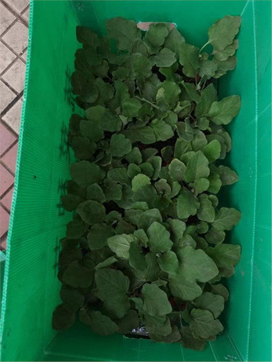 中空板周转箱种苗行业应用