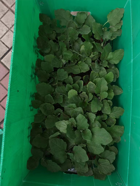 中空板周转箱种苗行业应用